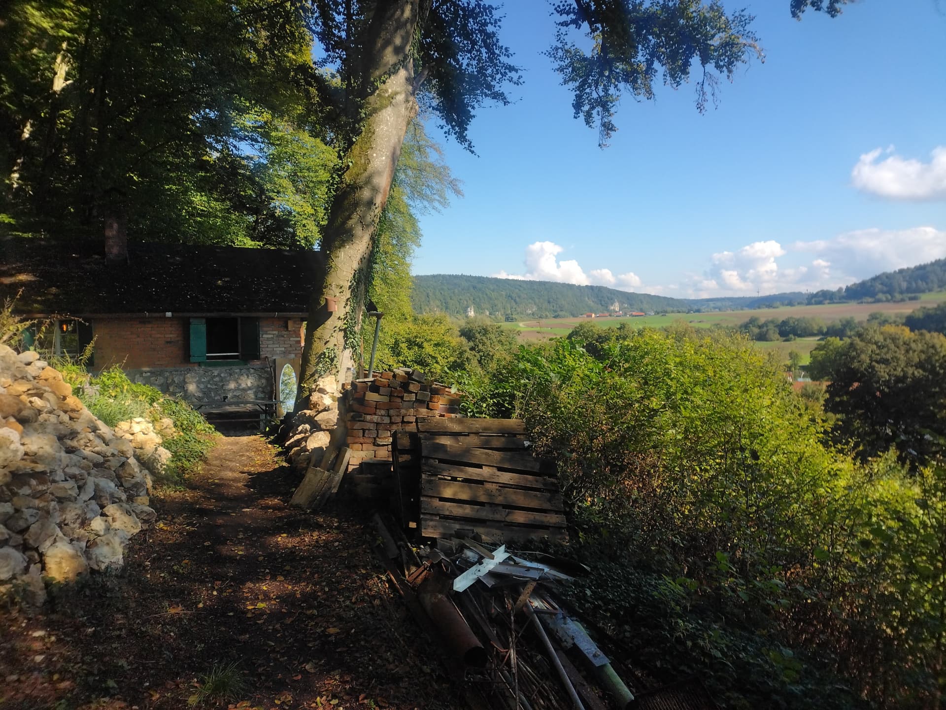 Dichter Wald mit Sonnenstrahlen