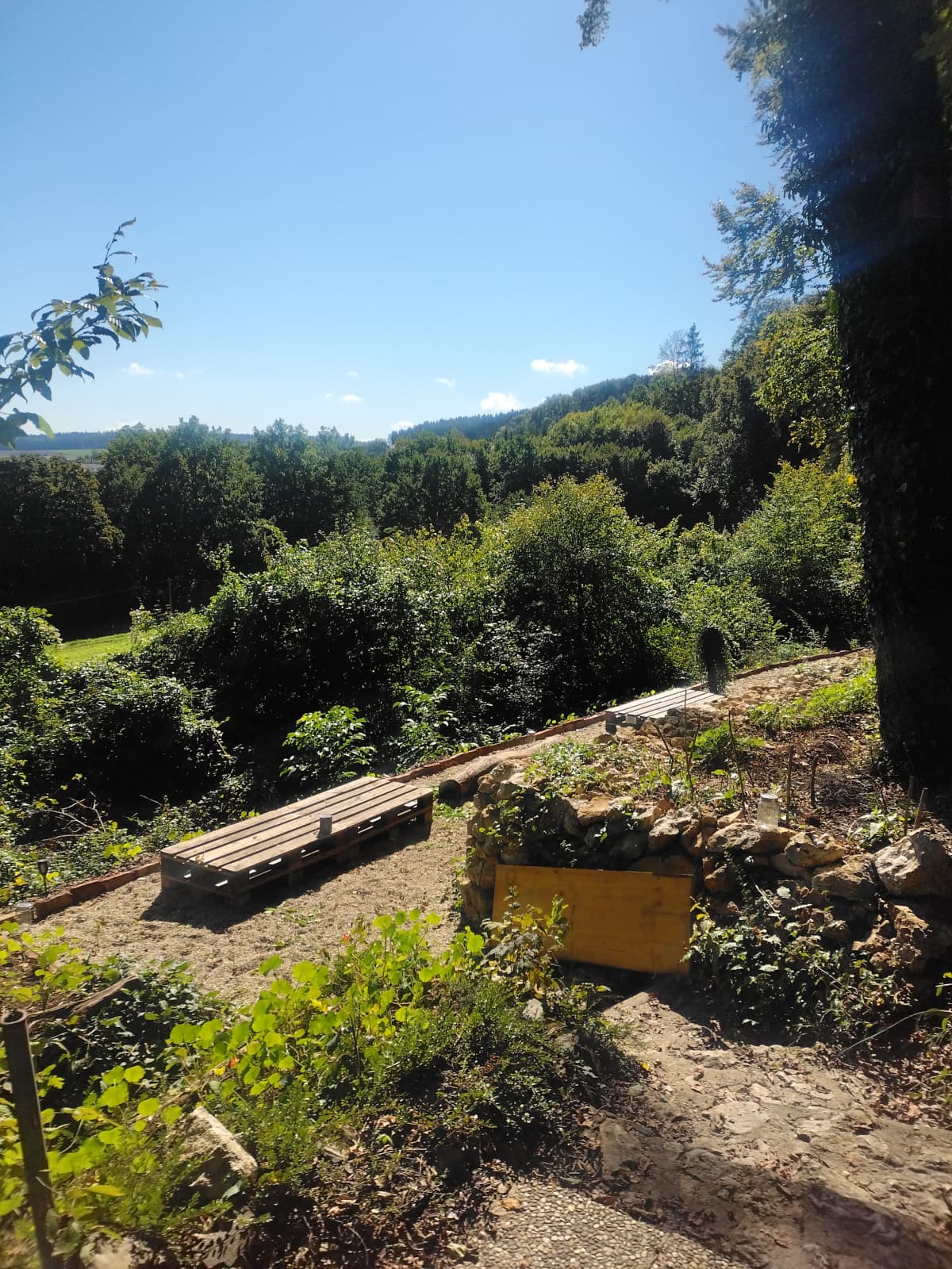 Tiefer Wald beim Waldbaden